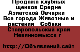 Продажа клубных щенков Средне Азиатской Овчарки - Все города Животные и растения » Собаки   . Ставропольский край,Невинномысск г.